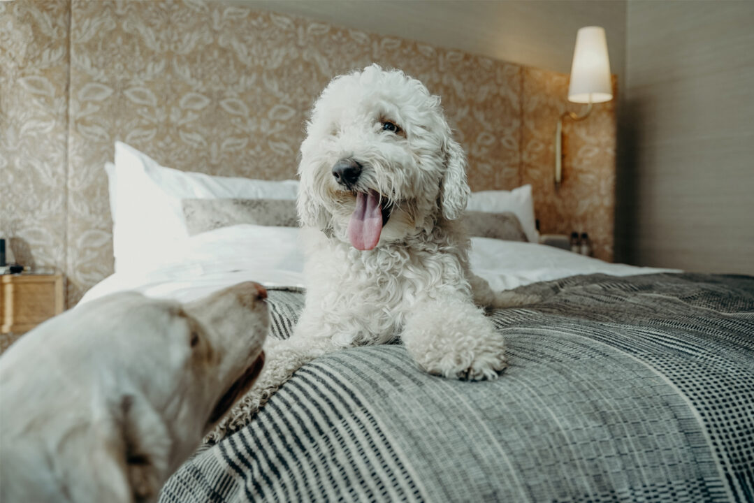 two dogs smiling in Proper guest room