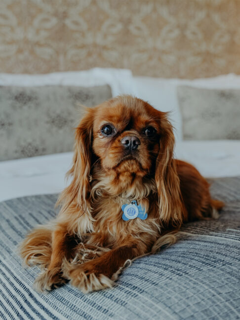 Dog smiling in Proper guest room