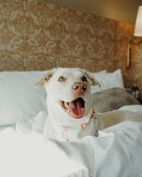Dog smiling in Proper guest room