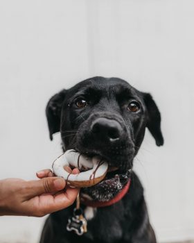 dog eating donut treat out of owners hand