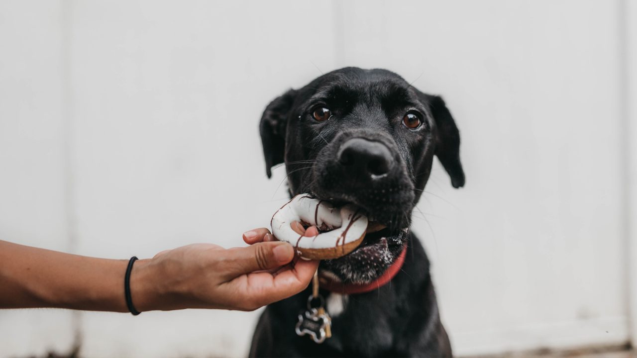 dog eating donut treat out of owners hand