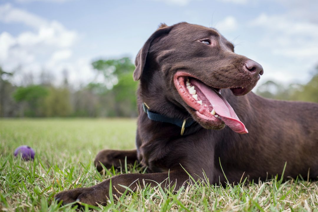 dog smiling at park