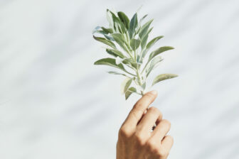 hand holding plant
